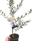 Common Olive Tree (Olea europaea) - Planty Love Co