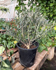 Common Olive Tree (Olea europaea) - Planty Love Co