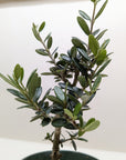 Common Olive Tree (Olea europaea) - Planty Love Co