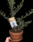 Common Olive Tree (Olea europaea) - Planty Love Co