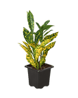 Croton Gold Dust (Codiaeum variegatum)