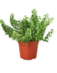 Curly Lipstick Plant (Aeschynanthus radicans) - Planty Love Co