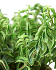 Curly Lipstick Plant (Aeschynanthus radicans) - Planty Love Co