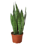 Snake Plant 'Zeylanica' Live Indoor Plant (Dracaena trifasciata), Easy Care Low Light Drought Tolerant Houseplant for Home and Office Decor
