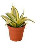 Gold Hahnii Snake Plant Live Indoor Plant (Sansevieria trifasciata), Easy Care Low Light Compact Houseplant for Home and Office Decor