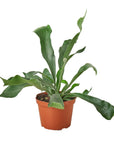 Staghorn Fern Live Indoor Plant (Platycerium), Easy Care Mountable Fern Houseplant for Home and Office Decor