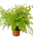 Maidenhair Fern Live Indoor Plant (Adiantum), Easy Care Delicate Fern Houseplant for Home and Office Decor