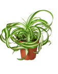 Spider Plant 'Bonnie' Live Indoor Plant (Chlorophytum comosum), Easy Care Curly Houseplant for Home and Office Decor