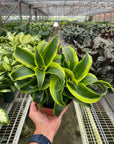 Dracaena Tornado (Dracaena deremensis)