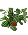 Maranta 'Lemon Lime'