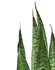 Snake Plant 'Zeylanica' Live Indoor Plant (Dracaena trifasciata), Easy Care Low Light Drought Tolerant Houseplant for Home and Office Decor