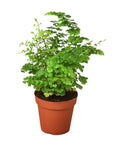 Maidenhair Fern Live Indoor Plant (Adiantum), Easy Care Delicate Fern Houseplant for Home and Office Decor
