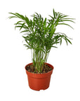 Parlor Palm Live Indoor Plant (Chamaedorea elegans), Easy Care Palm Houseplant for Home and Office Decor