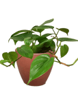 Heartleaf Philodendron Cordatum Live Indoor Plant (Philodendron hederaceum), Easy Care Trailing Houseplant for Home and Office Decor - Planty Love Co