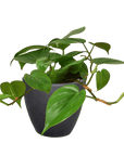 Heartleaf Philodendron Cordatum Live Indoor Plant (Philodendron hederaceum), Easy Care Trailing Houseplant for Home and Office Decor - Planty Love Co