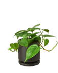 Heartleaf Philodendron Cordatum Live Indoor Plant (Philodendron hederaceum), Easy Care Trailing Houseplant for Home and Office Decor - Planty Love Co
