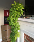 Neon Pothos (Epipremnum aureum)