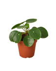 Pilea Peperomioides Chinese Money Plant Live Indoor Plant (Pilea peperomioides), Easy Care Houseplant for Home and Office Decor