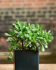 Jade Plant Crassula (Crassula ovata) - Planty Love Co