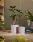 Los Feliz Ribbed Planter with Saucer, Cream, 5 inch - Planty Love Co
