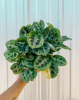 Maranta 'Beauty Kim' Variegated Prayer Plant (Maranta leuconeura) - Planty Love Co
