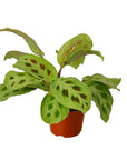 Maranta 'Leuconeura' - Planty Love Co