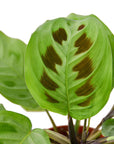 Maranta 'Leuconeura' - Planty Love Co
