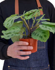 Maranta 'Leuconeura' - Planty Love Co