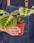 Maranta Red Prayer - Planty Love Co