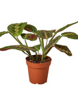 Maranta Red Prayer - Planty Love Co