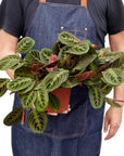 Maranta Red Prayer - Planty Love Co