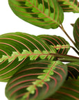 Maranta Red Prayer - Planty Love Co