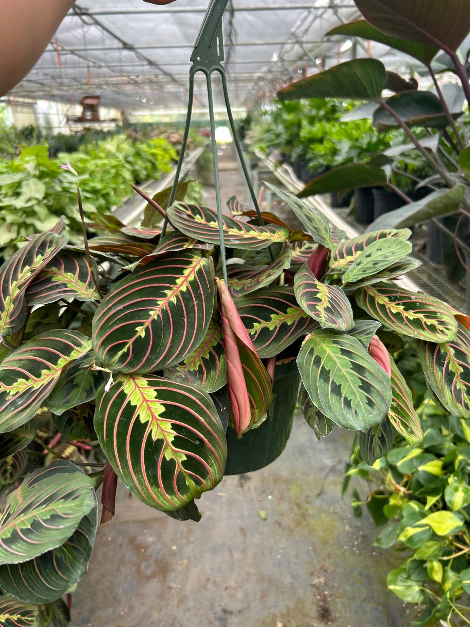 Maranta Red Prayer - Planty Love Co