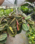 Maranta Red Prayer - Planty Love Co
