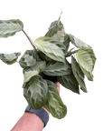Maranta 'Silver Band' - Planty Love Co