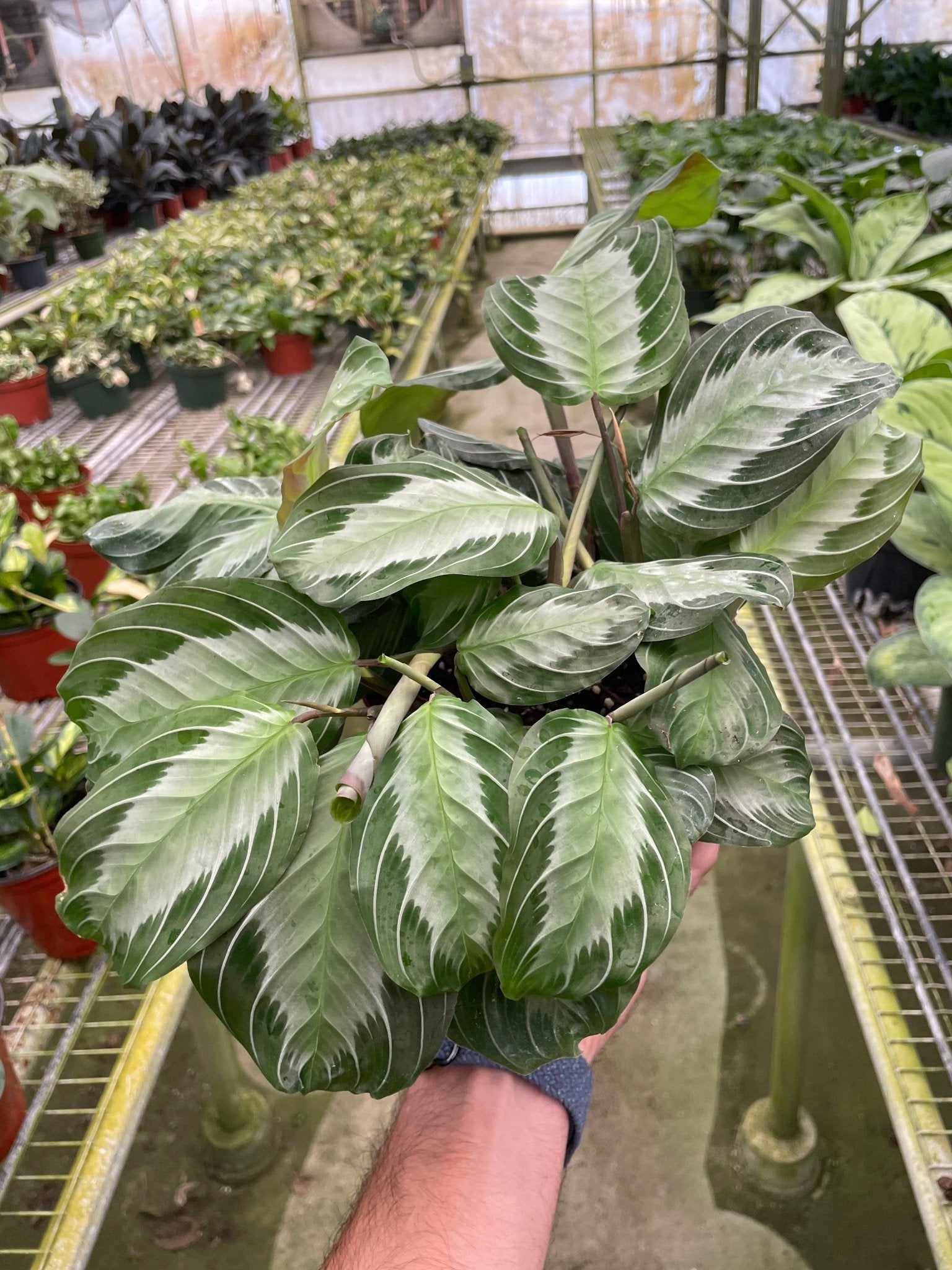 Maranta 'Silver Band' - Planty Love Co