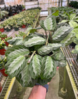 Maranta 'Silver Band' - Planty Love Co