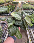 Maranta 'Silver Band' - Planty Love Co