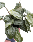 Maranta 'Silver Band' - Planty Love Co