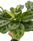 Maranta Variegated 'Beauty Kim' - Planty Love Co