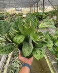Maranta Variegated 'Beauty Kim' - Planty Love Co
