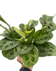 Maranta Variegated 'Beauty Kim' - Planty Love Co