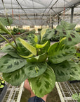 Maranta Variegated 'Beauty Kim' - Planty Love Co