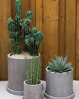 Marta Concrete Planter with Saucer, 14 inch - Planty Love Co