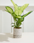 Nisha Textured Ceramic Planter with Saucer, 6.5 inch - Planty Love Co