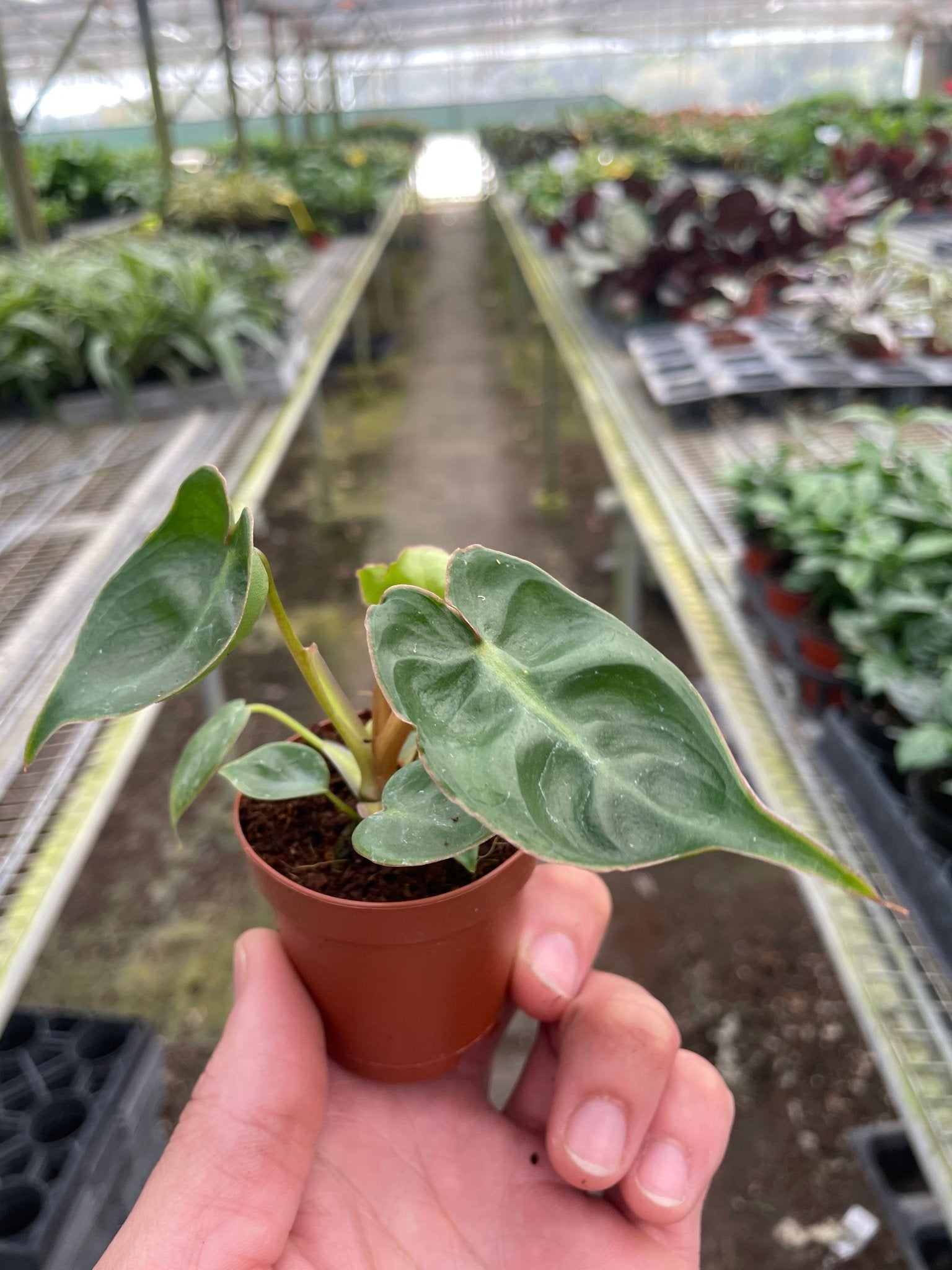 Philodendron 'Billietiae' - Planty Love Co