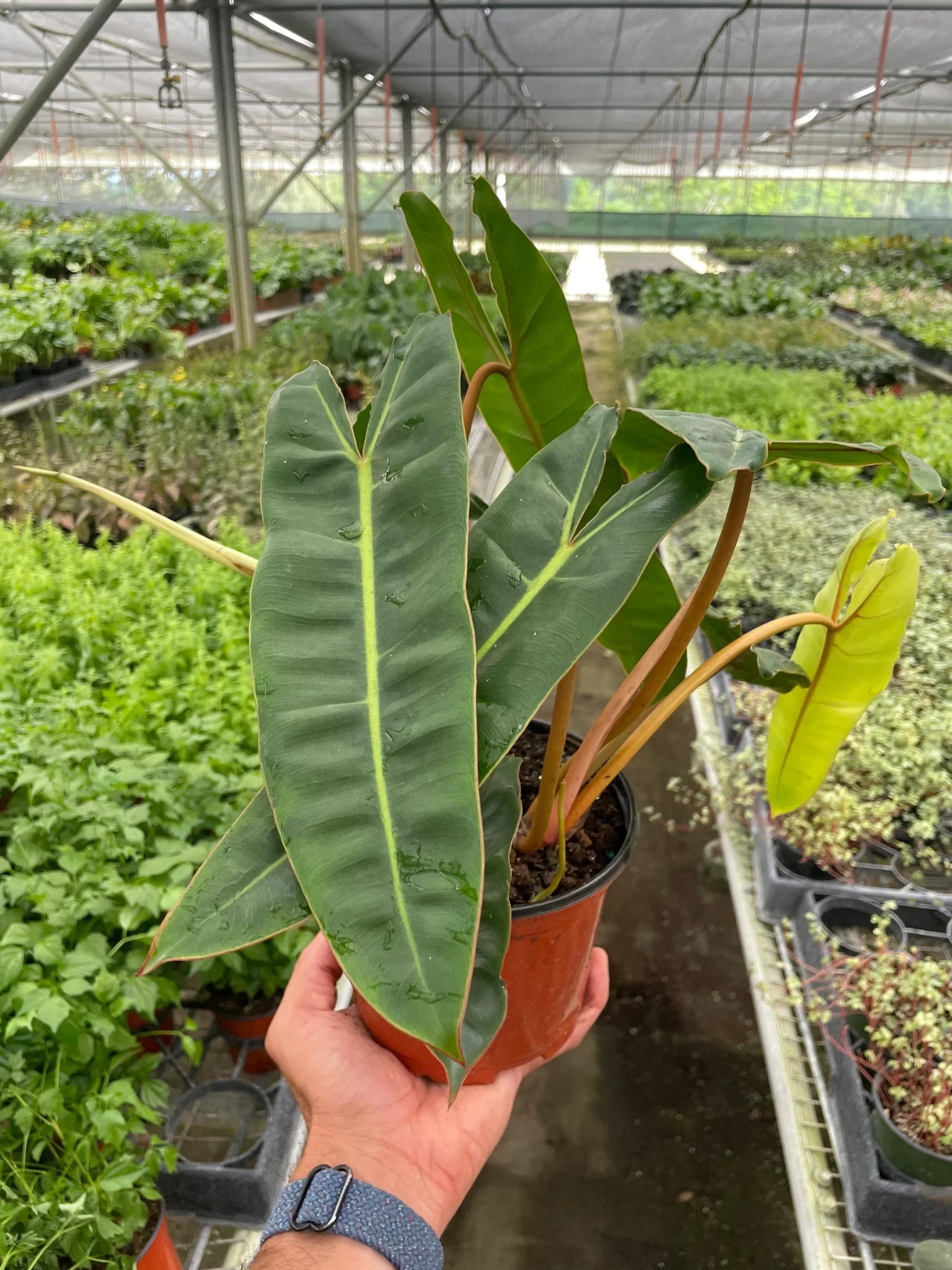 Philodendron 'Billietiae' - Planty Love Co