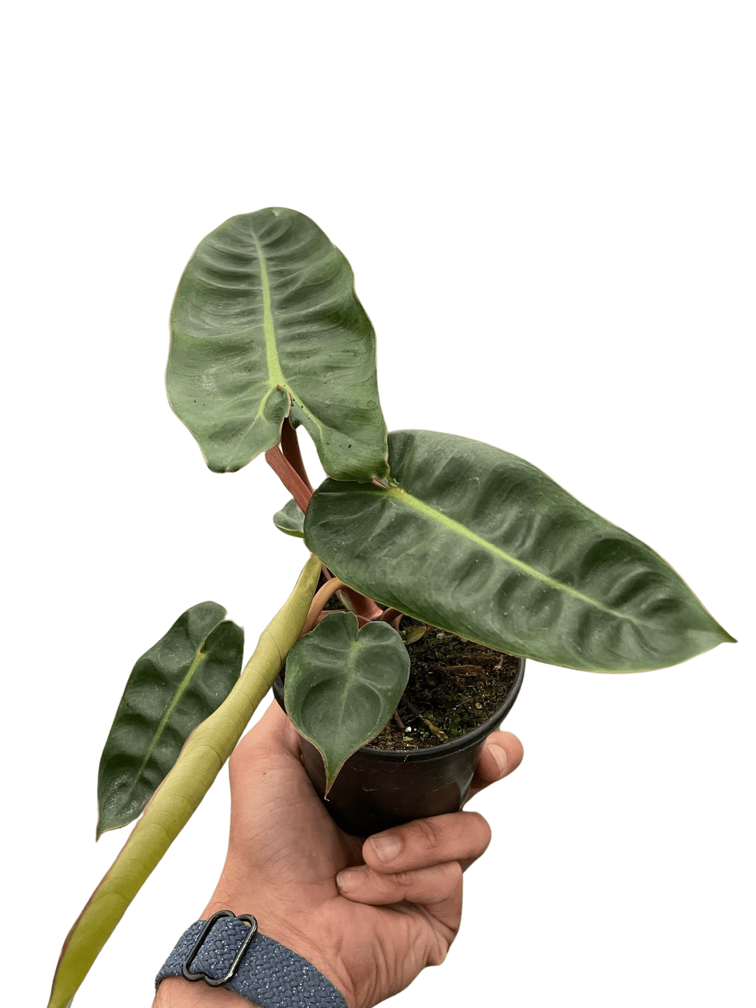 Philodendron 'Billietiae' - Planty Love Co