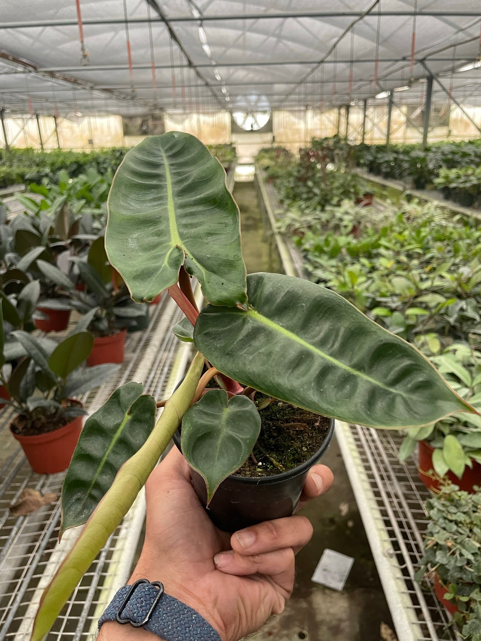 Philodendron 'Billietiae' - Planty Love Co