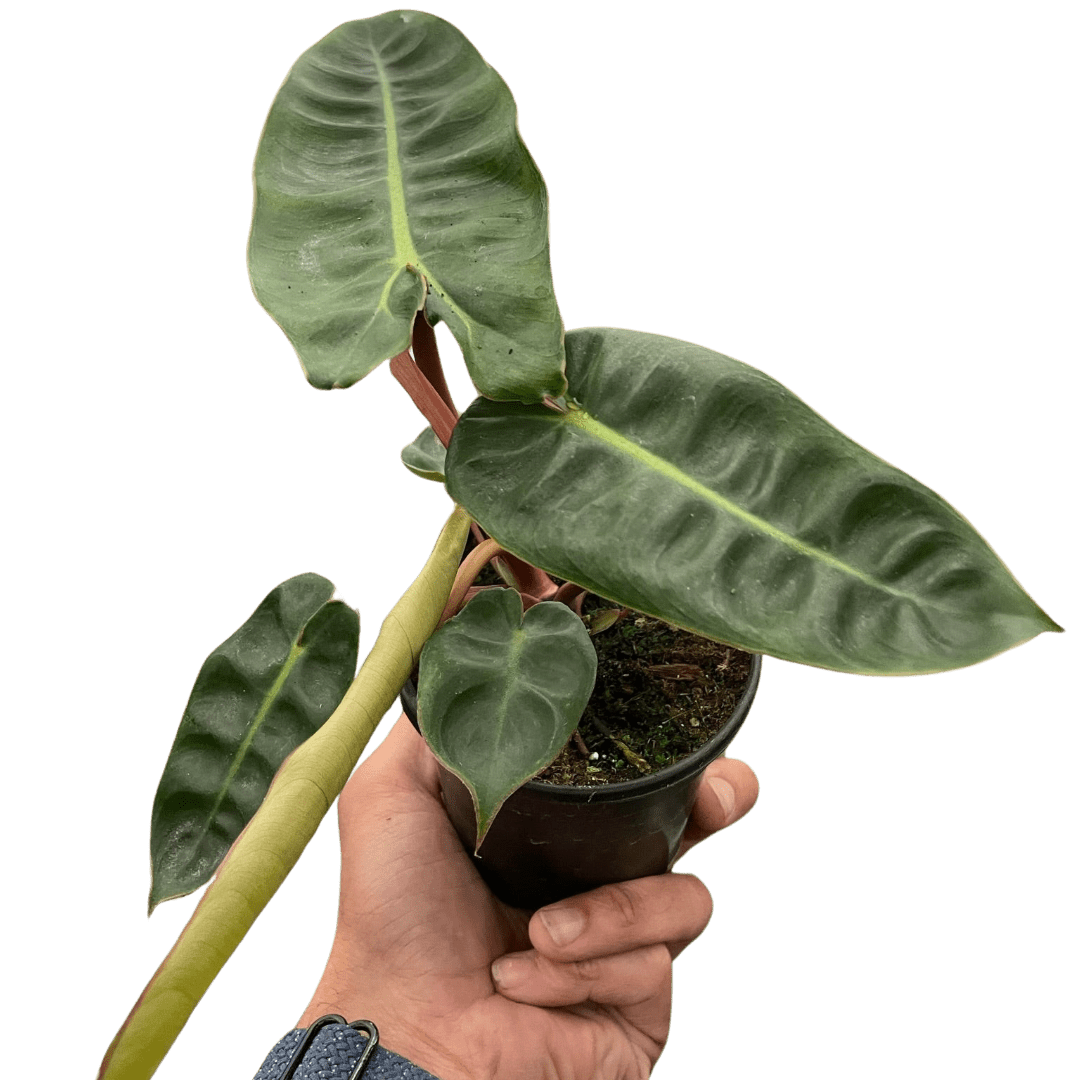 Philodendron 'Billietiae' - Planty Love Co